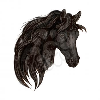 Black horse head. Watercolor brush sketch. Vector vintage artistic portrait of mustang with long mane