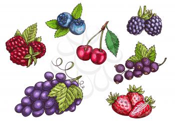 Berries set. Hand drawn color pencil sketch. Vector Strawberry, Blackberry, Blueberry, Cherry, Raspberry, Black currant, Grape berries with leaves