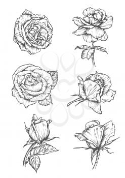 Roses buds icons. Vector pencil sketch flowers with leaves on stem. Graphic emblems for tattoo, decoration