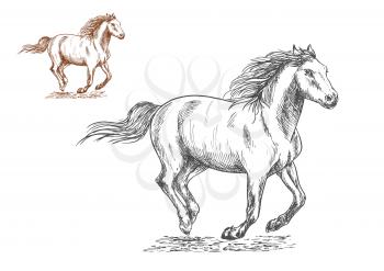 Running horses pencil sketch portrait. Brown and white mustang stallions with freedom gallop gait