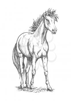 Racehorse sketch of arabian horse stallion with muscular chest, long mane and tail. Horse racing symbol, equestrian sporting competition theme design