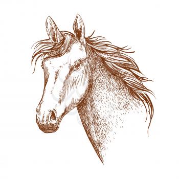 Arabian stallion horse head sketch for equestrian sporting design. Horse racing symbol or riding club badge design