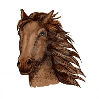 Brown racehorse stallion sketch with head of purebred horse of arabian breed. Horse racing, riding club or equestrian sporting competition themes design
