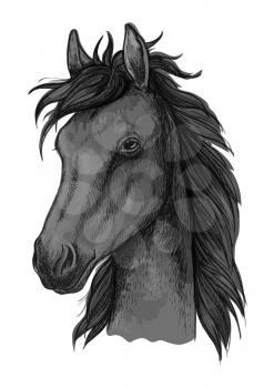 Black arabian horse sketch of purebred stallion with fluffy forelock. Horse racing badge, equestrian sporting competition or t-shirt print design