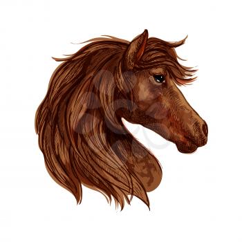 Brown horse head sketch of arabian racehorse mare with curved neck. Horse racing or equestrian sporting themes design