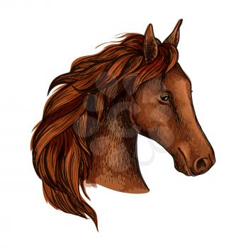 Brown stallion horse head sketch of purebred racehorse with chestnut thick mane. Equestrian sporting club, horse racing or equine sporting competition themes design