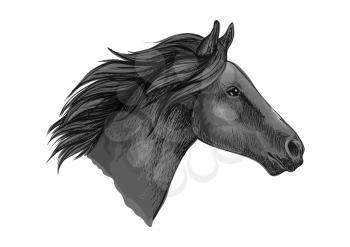 Black stallion horse head sketch with purebred racehorse of arabian breed. Horse racing badge, equestrian sporting competition symbol or t-shirt print design