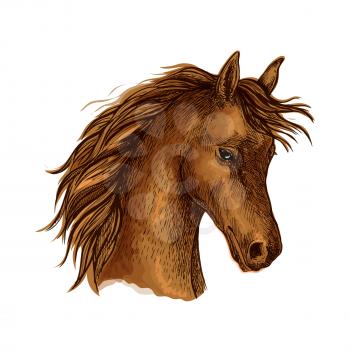 Sketched horse head of arabian breed. Brown purebred mare horse with flying mane. Equestrian sporting competition, horse racing or t-shirt print design