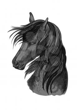 Sketched horse head of black purebred arabian stallion horse. Equestrian sport symbol, riding club badge or horse racing design