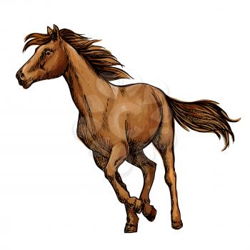 Running horse sketch with galloping brown arabian racehorse. Equestrian sporting competition, horse racing or t-shirt print design