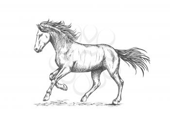 Prancing horse with stomping hoof. Sketch portrait of mustang with running gait and waving mane and tail