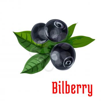 Bilberry fruit with green leaves icon with fresh forest blueberry berries. Food and fruit drinks design