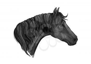 Gray mustang portrait with sad eyes. Horse stallion with mane strands falling on neck