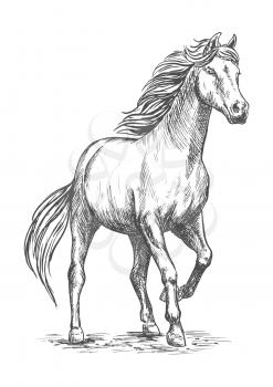 White horse with stomping hoof. Pencil sketch portrait. Prancing mustang with proud glance in free motion