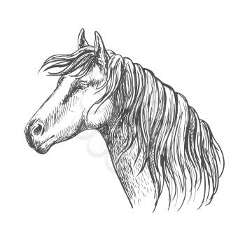 White horse with mane along neck. Mustang stallion sketch portrait with kind eyes and meditative glance