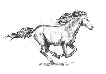 Running gallop white horse sketch portrait. Vector mustang stallion freely rushing against wind with waving mane and tail