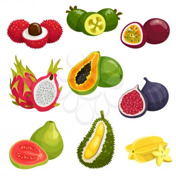Tropical and exotic fruits isolated icons. Vector elements of lychee, dragon fruit pitaya, papaya, durian, passion fruit maracuja, carambola, fig, guava, feijoa