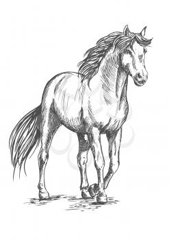 White horse standing and resting with front hoof lifted up. Pencil sketch portrait. Powerful beautiful pedigree mustang with proud glance