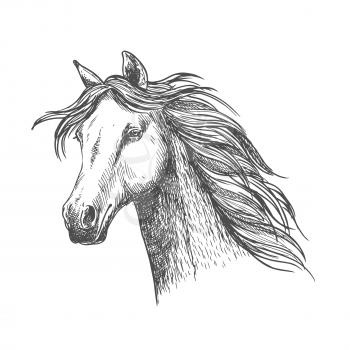 White graceful horse with waving mane along neck. Mustang stallion sketch portrait with wise eyes and calm glance