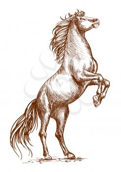 Brown horse rearing on hind hoofs sketch vector portrait. Unbridled mustang stallion stands on its rears