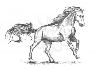 White horse running and stomping sketch portrait. Vector mustang stallion freely gallop rushing against wind with waving mane and tail