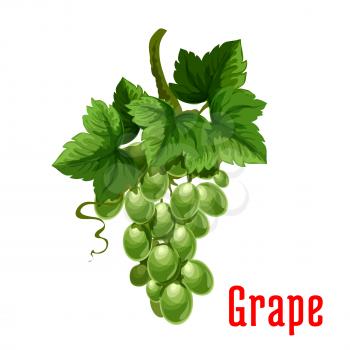 White Grape fruit. Isolated bunch of green grapes on stem with leaves. Botanical product emblem for juice or jam label, packaging sticker, grocery shop tag, farm store