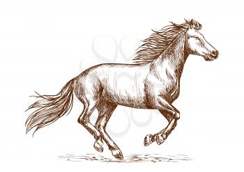 White horse running gallop portrait. Vector thin line sketch of mustang stallion freely runs against wind with waving mane and tail