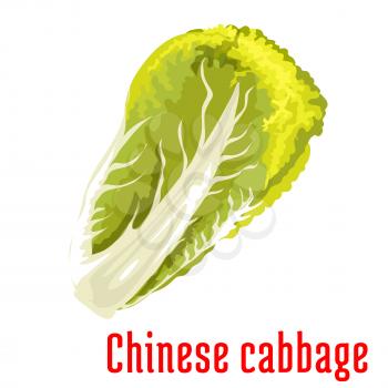 Chinese cabbage. Napa vegetable icon. Isolated leafy salad ingredient. Vegetarian fresh product sign for sticker, grocery shop, farm store element