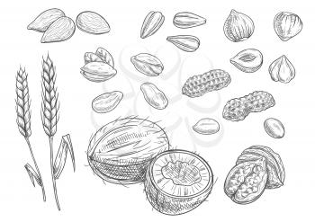 Nuts. Isolated vector coconut, almond, pistachio, sunflower seeds, peanut, hazelnut, walnut, wheat ears Black pencil sketch on white background