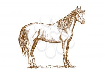 Horse standing and looking with half turned head. Beautiful mustang with kind and tender glance. Vector sketch portrait