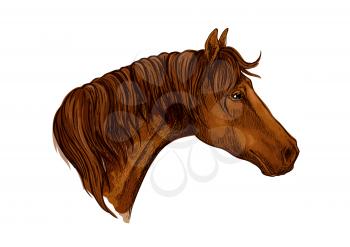 Horse noble profile portrait. Brown mustang with calm look
