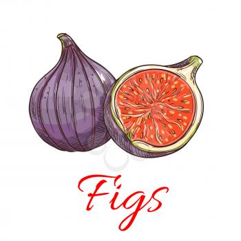 Figs fruits. Isolated whole and cut fig. Fruit product emblem for juice or jam label, packaging sticker, grocery shop tag, farm store