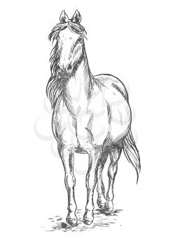Walking white horse. Stallion standing on hoofs with mane and tail waving in wind. Vector pencil sketch portrait