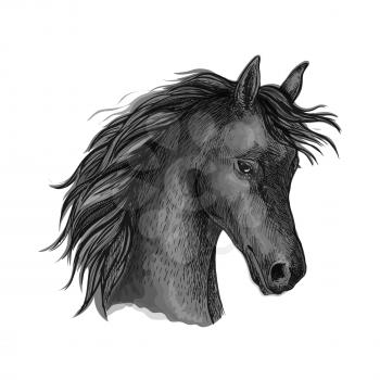 Horse portrait. Black mustang profile with wavy mane and shy look. Artistic vector sketch portrait