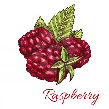 Raspberry fruit sketch with sweet juicy red berries and green leaves. Agriculture theme, healthy vegetarian dessert, food and juice packaging design