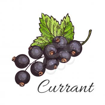 Black currant fruit sketch icon of branch with cluster of ripe berries and green leaf. Healthy natural vitamin, vegetarian dessert, food packaging design