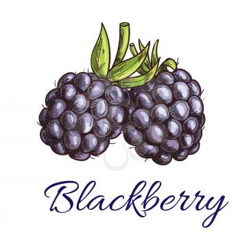 Fresh blackberry fruit sketch. Summer ripe black berries with green curly stem. Vegetarian dessert, juice packaging, agriculture theme design