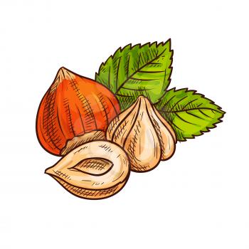 Ripe hazelnut with green leaves sketch of fresh and roasted forest nuts. Healthy dessert, vegetarian snack, food packaging design