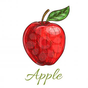 Fresh farm red apple fruit sketch. Juicy sweet braeburn apple for healthy vegetarian dessert, farm market, juice packaging design