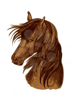 Horse head sketch. Brown racehorse mare of arabian breed for horse racing badge, riding club symbol, t-shirt print design