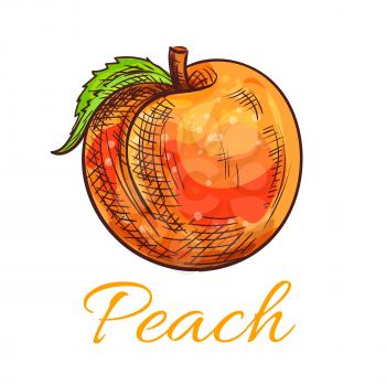 Fresh peach fruit sketch. Ripe orange peach with green leaf for juice packaging, vegetarian fruity dessert, farm market design