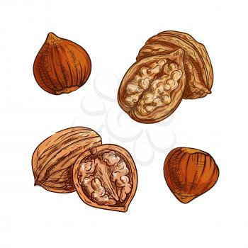 Hazelnut and walnut sketch. Healthful natural nuts for vegetarian snack symbol, confectionery dessert recipe, healthy food design
