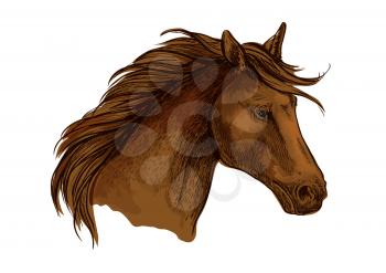 Stallion horse head sketch. Brown purebred arabian racehorse. Equestrian sport badge, horse racing symbol or t-shirt print design
