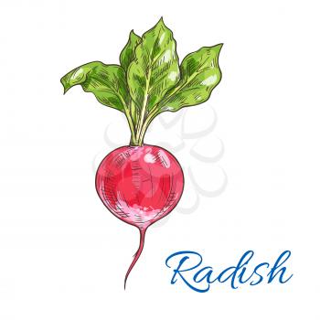 Fresh radish vegetable with green leaves isolated sketch. Juicy ripe red radish for vegetarian healthy food, salad recipe, organic farm design