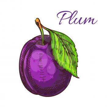 Plum fruit with green leaf isolated colored sketch. Ripe purple garden plum for organic farming, juice packaging or jam recipe design