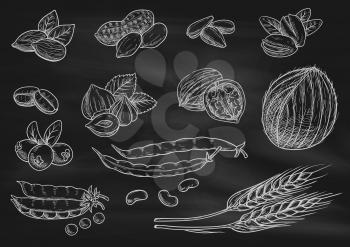 Nuts, grain, berries chalk sketch on blackboard. Isolated vector icons of coconut, almond, pistachio, sunflower seeds, peanut, hazelnut, walnut, coffee beans, wheat ears coffee beans pea pod berries