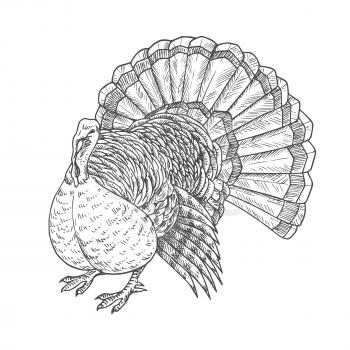 Thanksgiving turkey. Vector isolated turkey bird element for thanksgiving decoration design, greeting card, invitation. Vector pencil sketch object