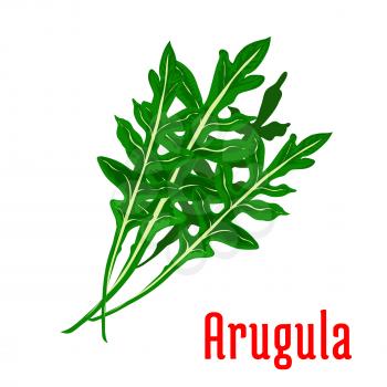 Arugula vegetable icon. Isolated leafy arugula bunch. Vegetarian fresh food salad ingredient emblem for sticker, grocery shop, farm store element