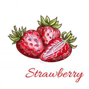 Strawberry color sketch icon. Isolated bunch of strawberries with leaves. Fruit product vector emblem for juice or jam label, packaging sticker, grocery shop tag, farm store