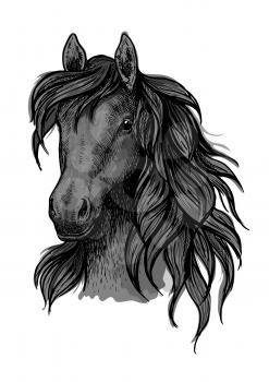 Black horse portrait. Stallion proudly looking down with long strands of wavy mane. Artistic vector sketch portrait